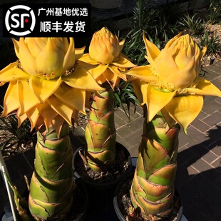 地涌金莲 千瓣莲佛陀花庭院阳台花园花卉盆栽绿植景观树250天花期