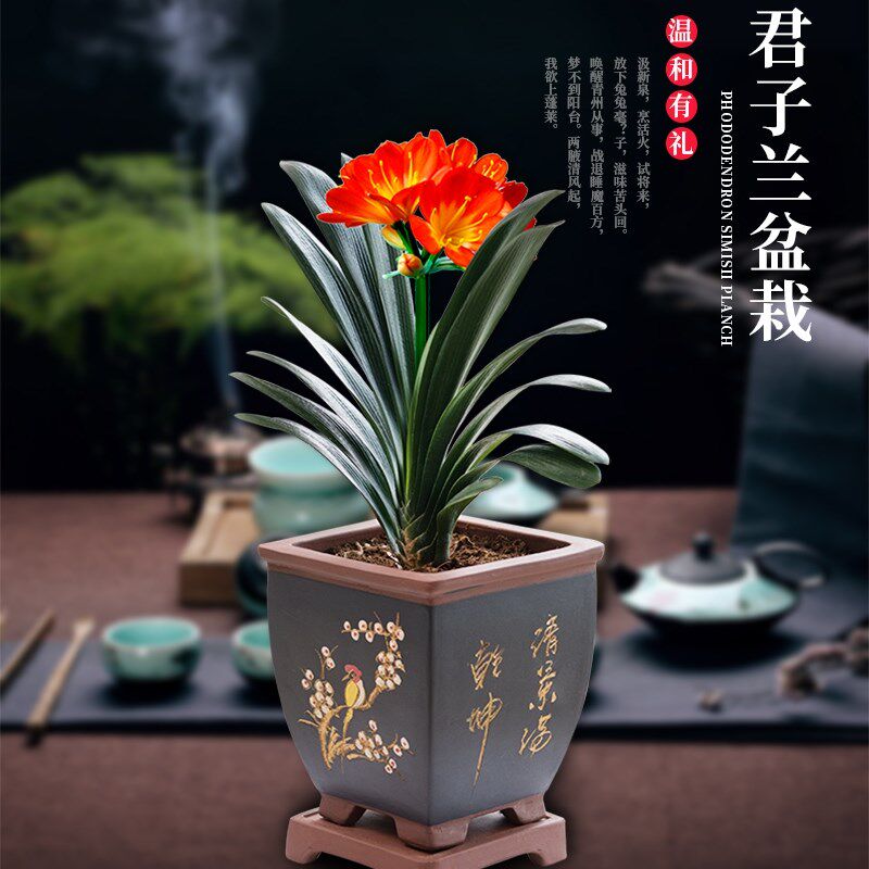 君子兰盆栽开花好养四季植物室内花卉盆景客厅绿植兰花苗办公送礼
