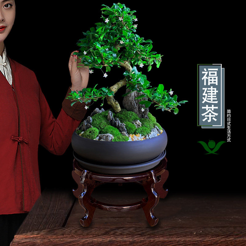 福建茶盆景造型树桩植物室内客厅大绿植盆栽四季常青开花精品老桩