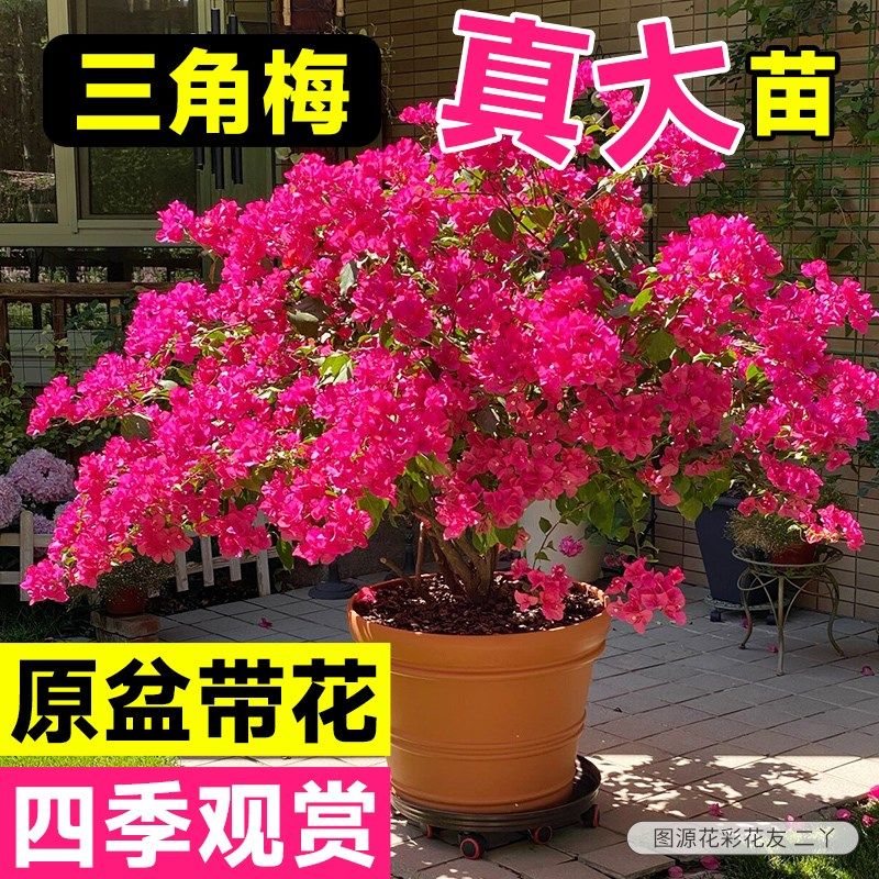 花彩同安红樱三角梅花树苗盆栽阳台四季开花老桩阳台耐热爬藤花卉