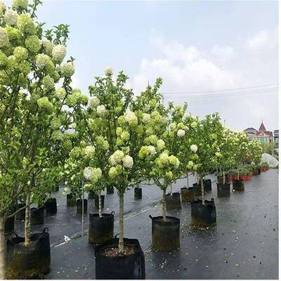 中华木5588绣球大名花斗球苗欧洲玫瑰树贵本绣球木花耐寒庭院观景