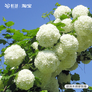 中华木绣球树苗欧洲木绣球斗球木绣球花盆栽绣球花苗木绣球树大苗