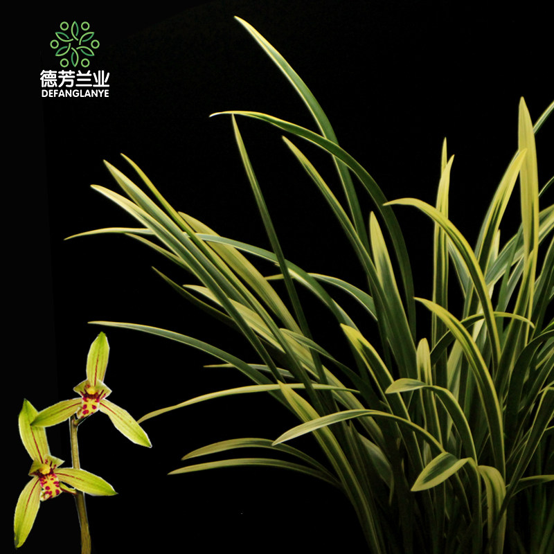 德芳兰业金边兰花苗带花苞四季建兰浓香室内锦旗花卉植物盆栽包邮