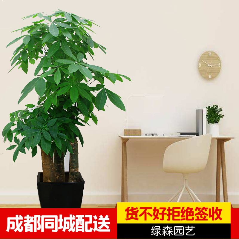 成都配送室内客厅办公室大型发财树植物盆栽盆景乔迁开业送礼绿植