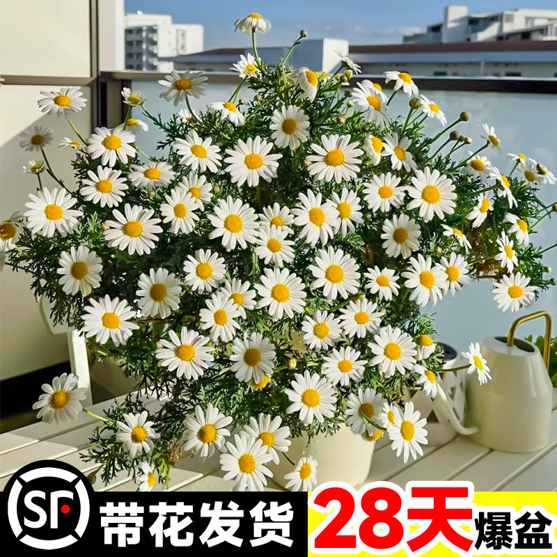 玛格丽特菊花盆栽四季开花卉植物室内花苗带花绿植阳台庭院好养活