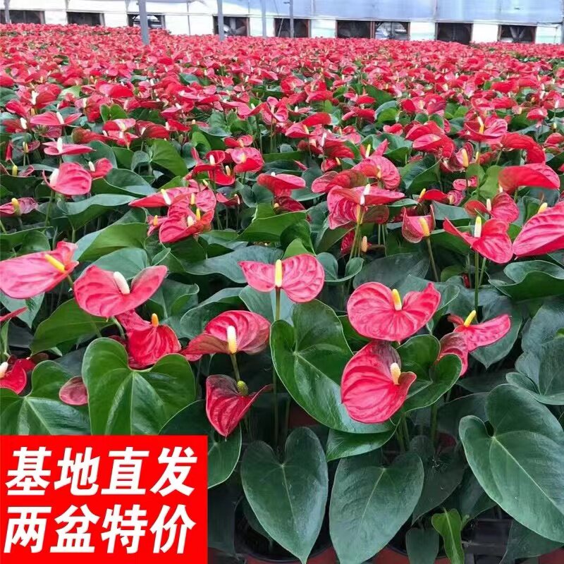 粉掌火鹤花白掌盆栽带花苞植物室内客厅办公室水培一帆风顺花卉绿