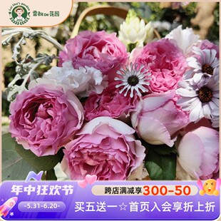 雷叔的花园罗伊藤本月季花苗带盆栽好四季开花大花浓香无刺抗病