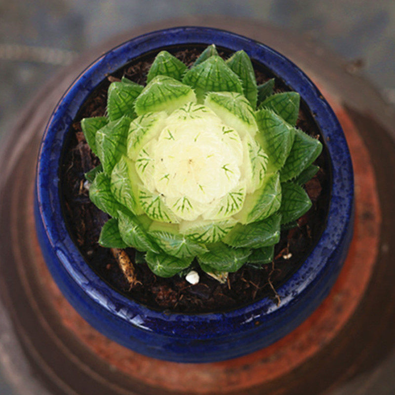 樱水晶锦宝莲灯多肉植物栽好发货稀少品种晶莹剔透玉露款花卉绿植