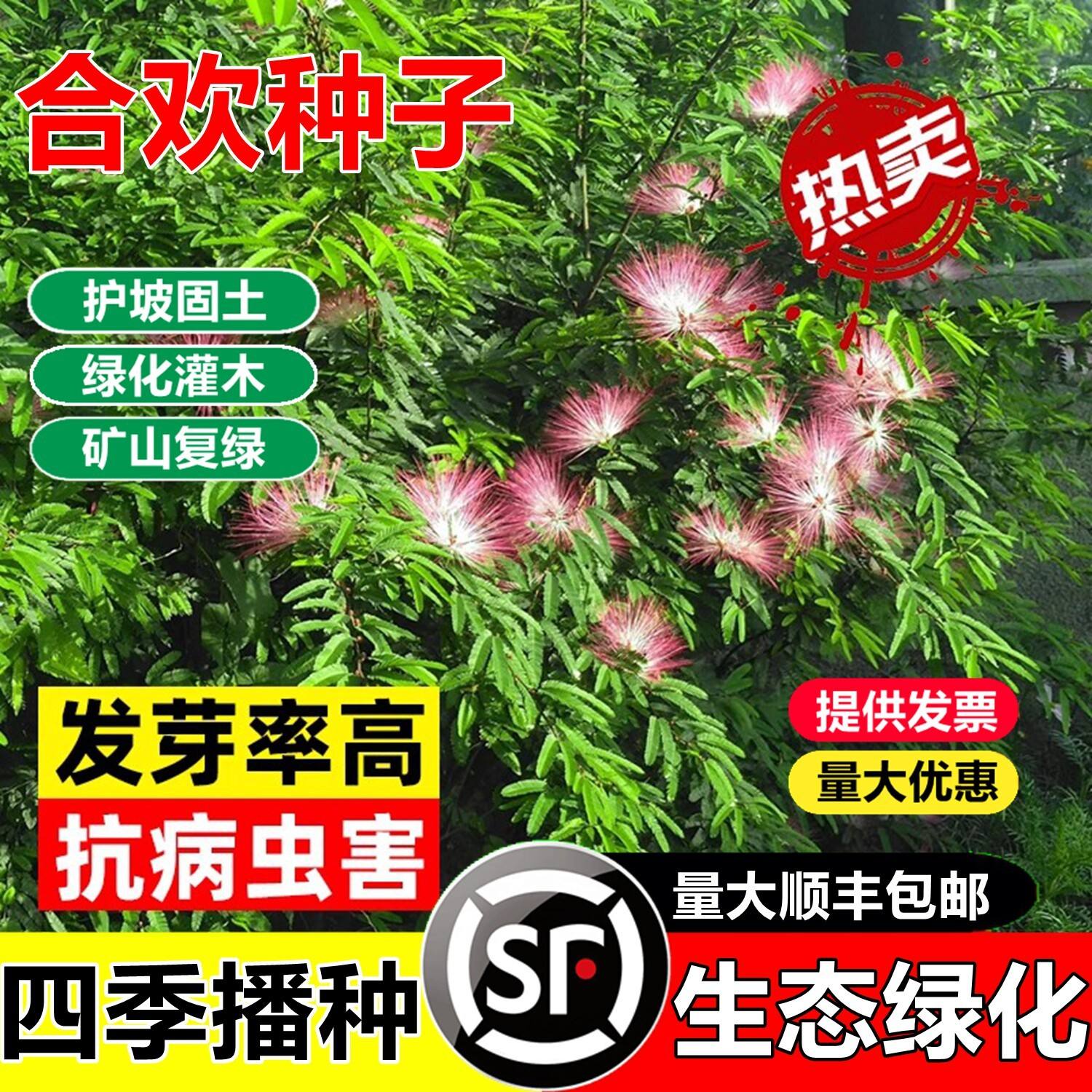 红花合欢种子新采合欢种子银合欢种子金合欢种子粉花树种子包发芽