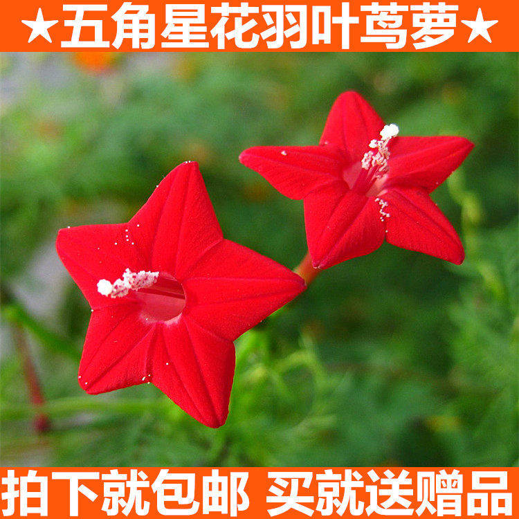 羽叶茑萝花卉种子四季播种易种庭院爬藤攀援盆栽五角星花混色莺萝