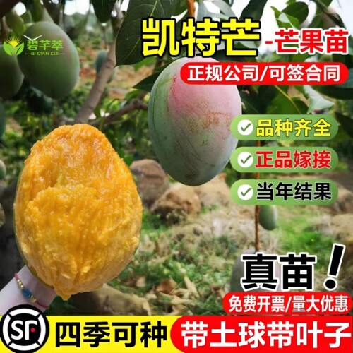嫁接芒果苗树特大四季芒果树苗金煌贵妃芒果树苖当年结果地栽盆栽