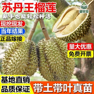 苏丹王榴莲嫁接树苗泰国猫山王金枕头红肉南方盆地栽带土当年结果