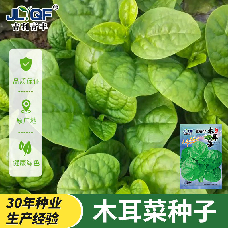 四季孔雀菜木耳菜罕见新型各种蔬菜种子大全蔬菜旗舰店正宗组合装图片