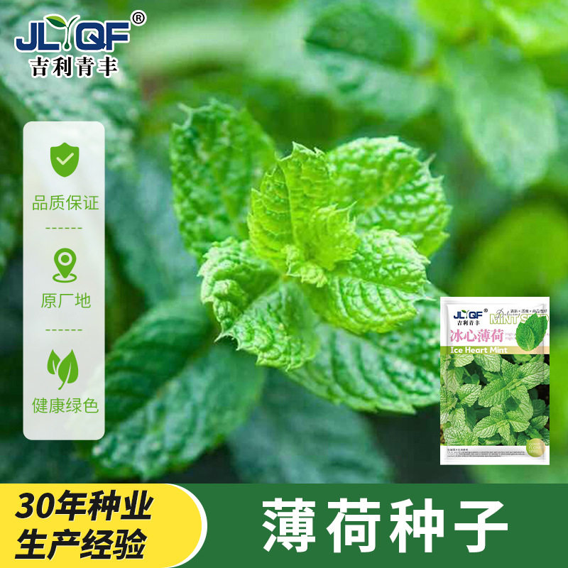 食用冰心薄荷种子食品级留兰香柠檬四季播种室内阳台盆栽蔬菜种籽图片