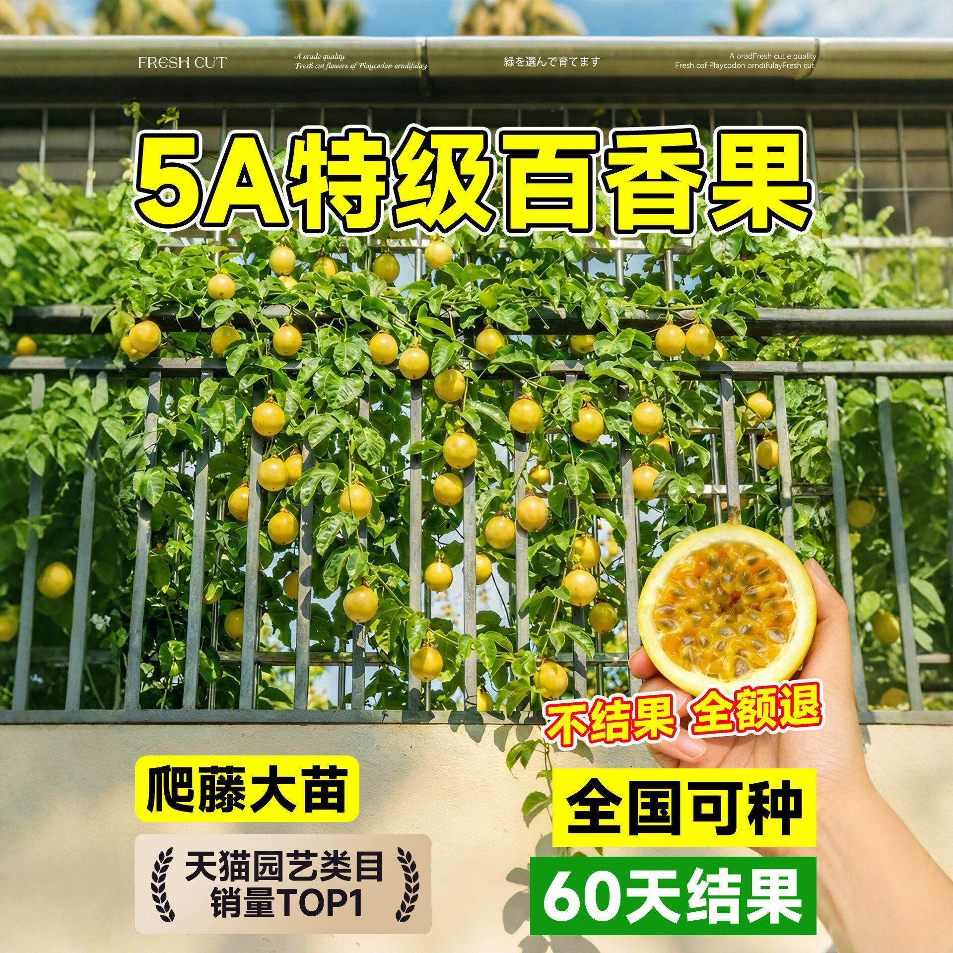 新品种正宗广西黄金百香果树果苗纯甜钦蜜9号大苗当年结果果树图片