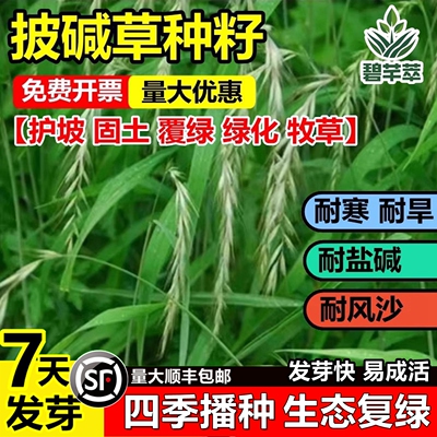 进口披碱草种子矿山复绿耐