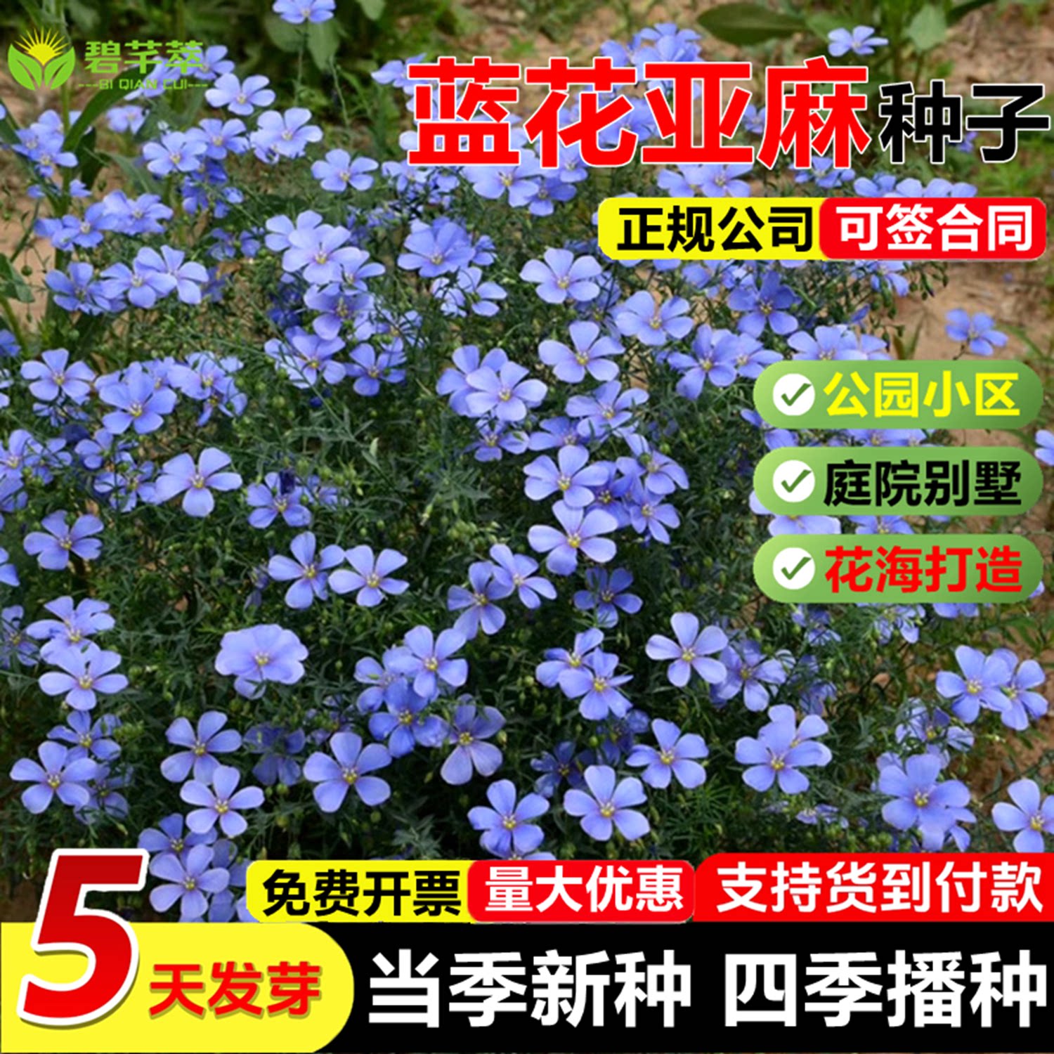 蓝花亚麻花种子籽庭院道路室外耐寒宿根花卉四季兰花小区乡村美化