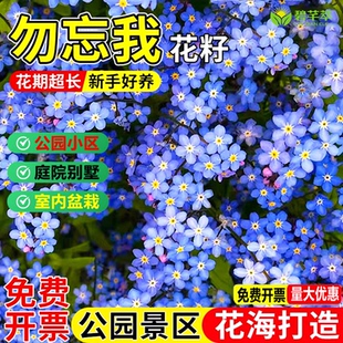 勿忘我种子四季易种花籽宿根多年生勿忘草庭院阳台盆栽花卉花种籽