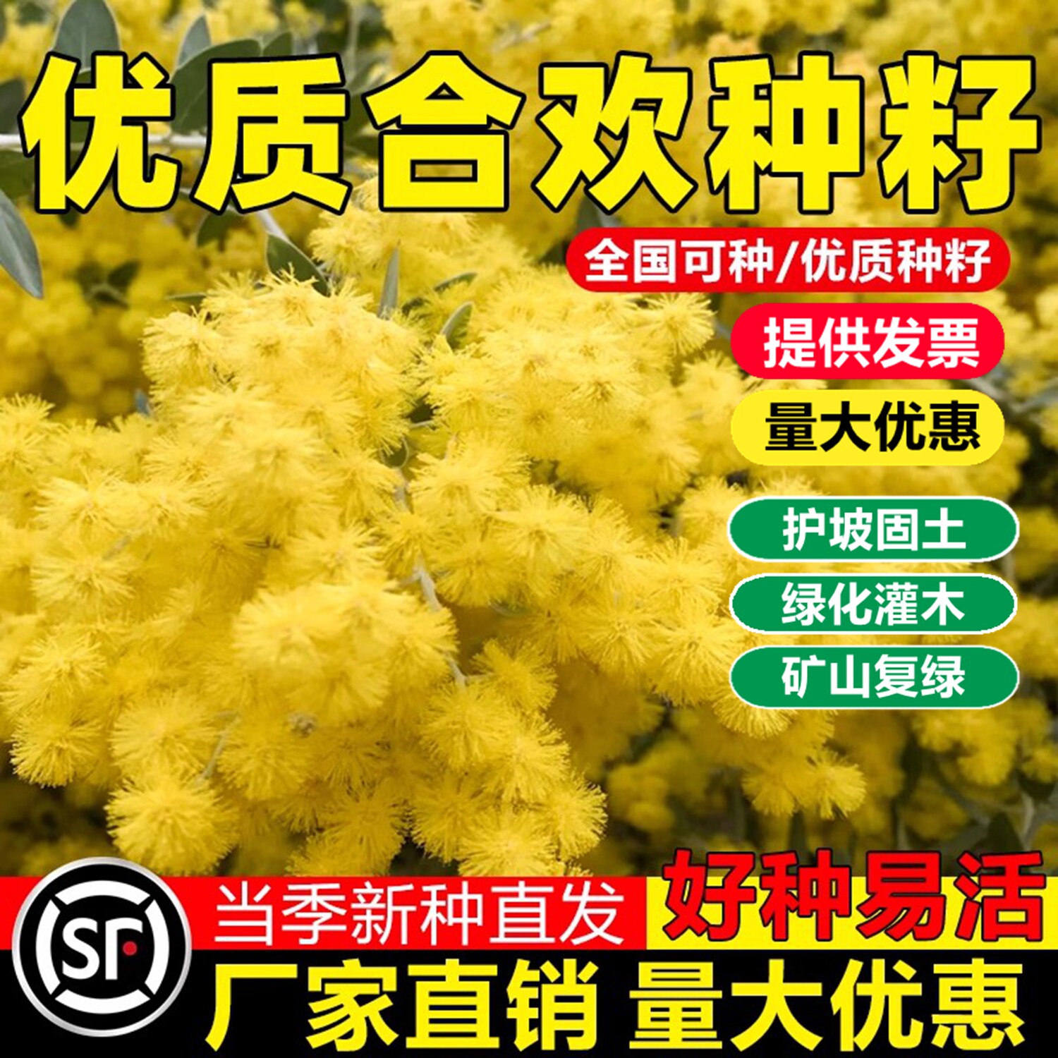 新采红花合欢种子合欢种子银合欢种子金合欢种子粉花树种子包发芽