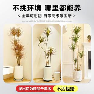 千年木盆大17425型树客厅植物真树室内好养地七彩铁栽龙血真绿植