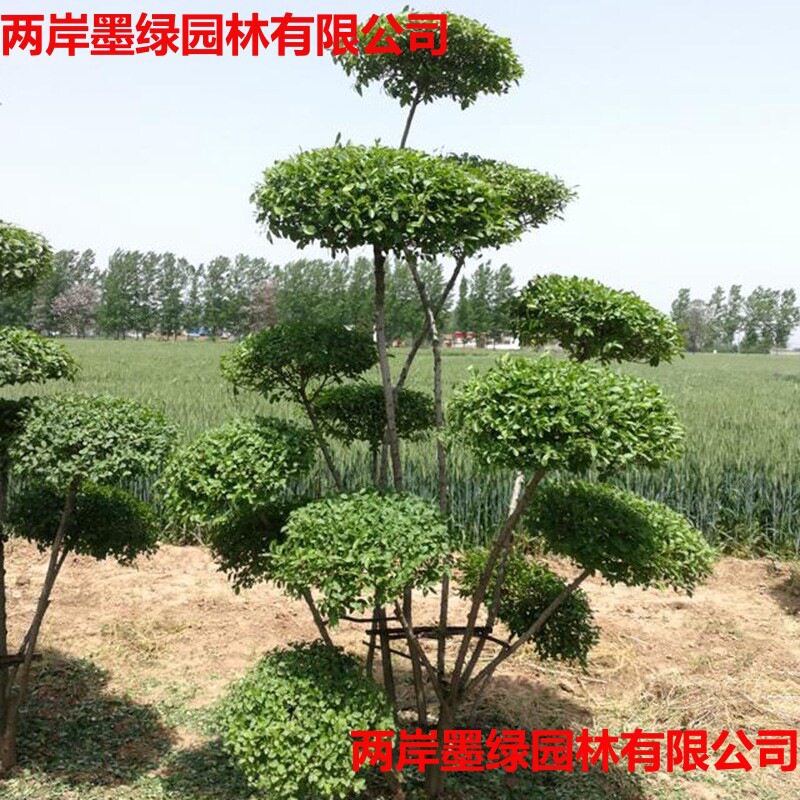 小叶女贞桩景观苗木四季常青