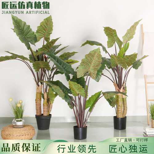 新仿真彩虹芋绿植盆载 室内造景仿生彩虹芋绿植盆景大叶仿真植物
