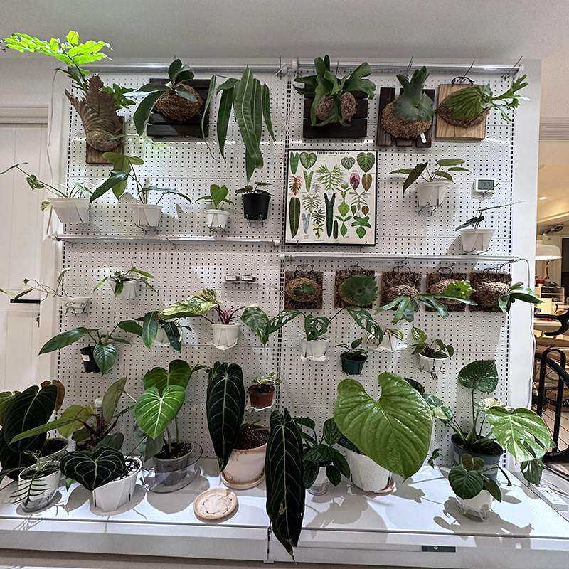 绿植盆栽架子洞洞板墙鹿角蕨网红绿植室内置物架阳台洞洞板货架