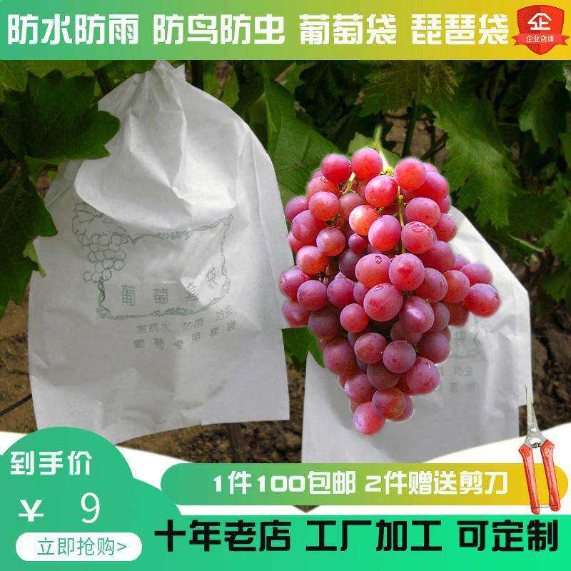 5000个葡萄套袋白色防雨水防鸟虫阳光玫瑰半透明莲雾芒果枇杷袋