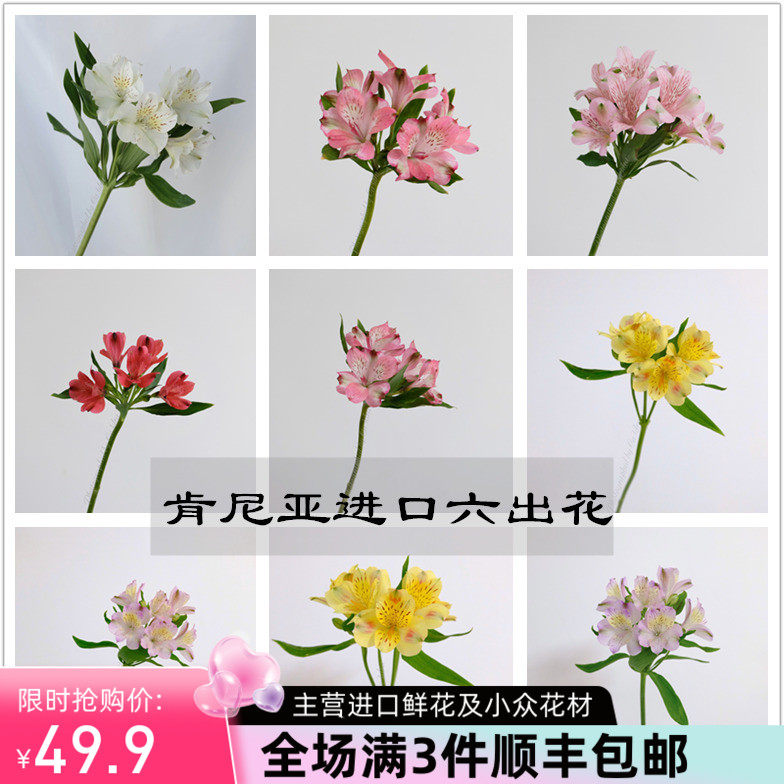 严选鲜花速递肯尼亚进口六出花水仙百合鲜切花家庭用花5支 特惠