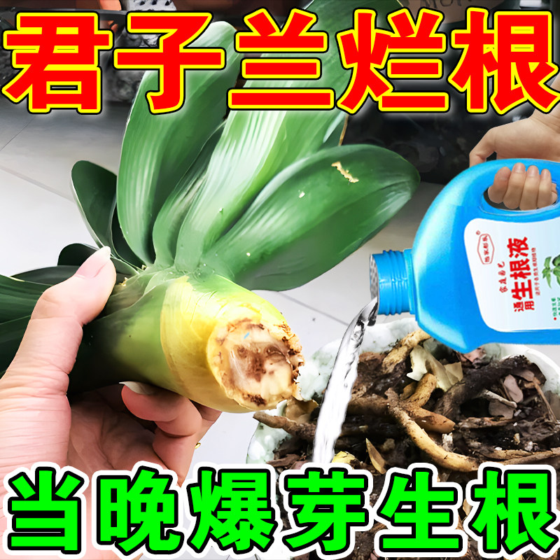 君子兰烂根药根腐病黄叶枯不开花死根促生根壮苗君子兰专用生根液