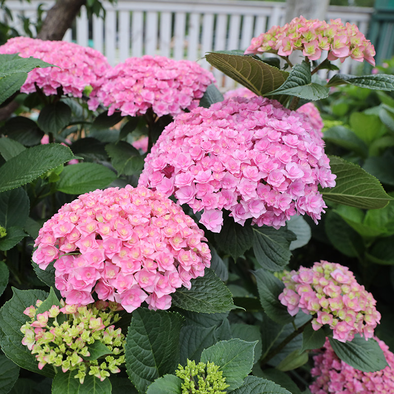 海蒂的花园太阳神殿绣球花大花重瓣花朵阳台庭院花卉植物盆栽花苗