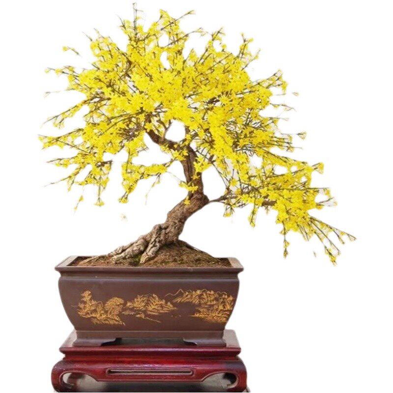 盆景迎春花老桩造型室内外虎蹄小叶迎春树苗桌面窗台植物花卉盆栽