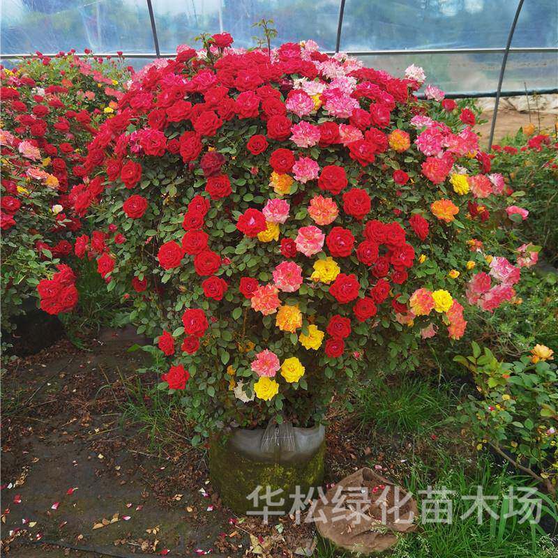 型462花月苗季花造嫁接树形月季四季开花室外观赏花卉浓香大月季