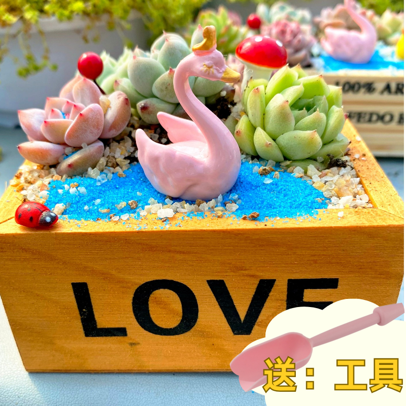 多肉植物组合盆栽套餐多肉DIY微景观材料包含盆含土室内绿植包邮