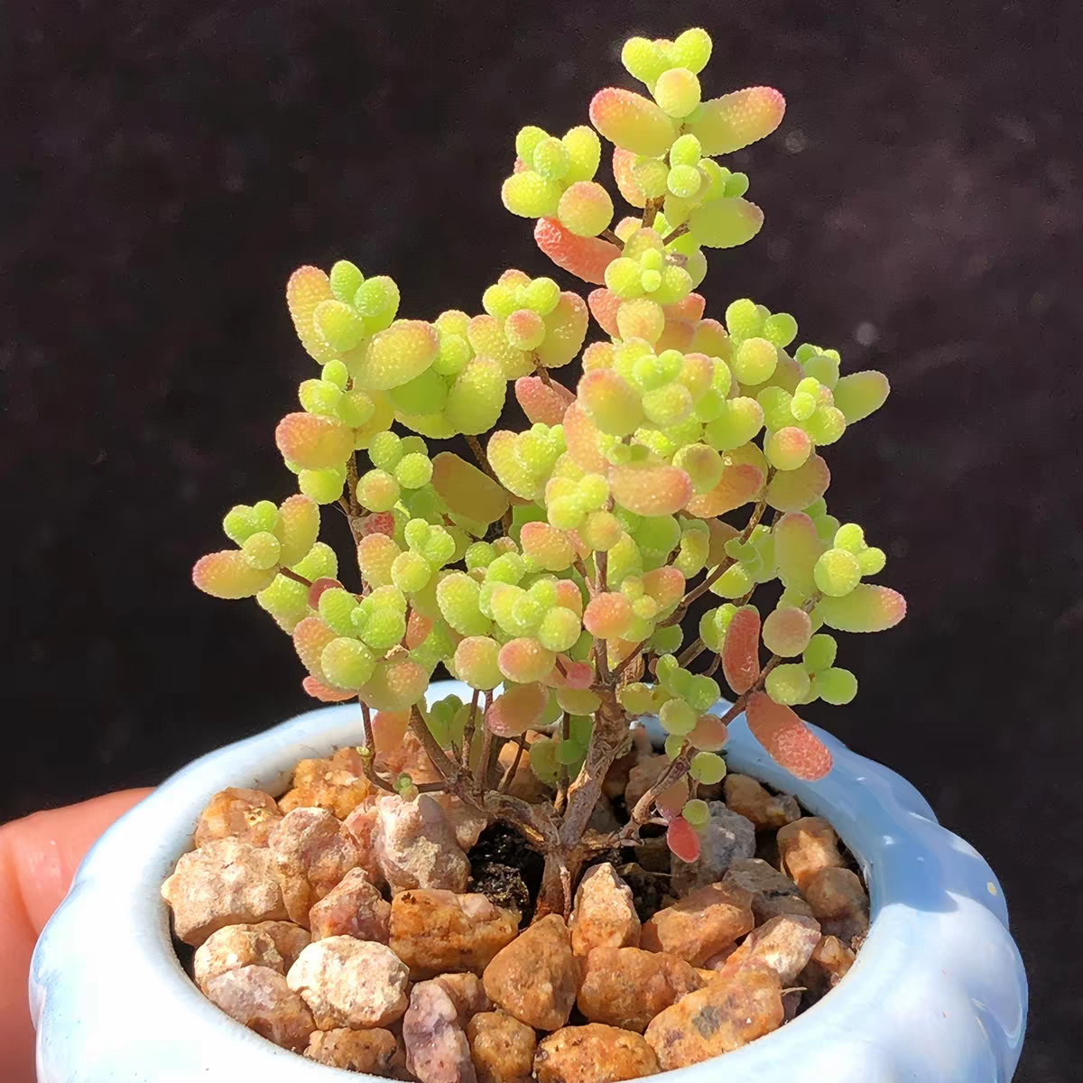 枝干番杏 多肉植物 多头群生老桩超小迷你小多肉冰橙蜜叶糖球玉米