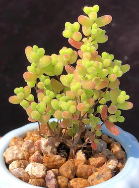 枝干番杏 多肉植物 多头群生老桩超小迷你小多肉冰橙蜜叶糖球玉米