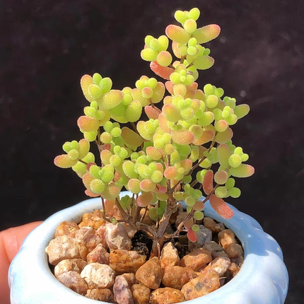 枝干番杏 多肉植物 多头群生老桩超小迷你小多肉冰橙蜜叶糖球玉米