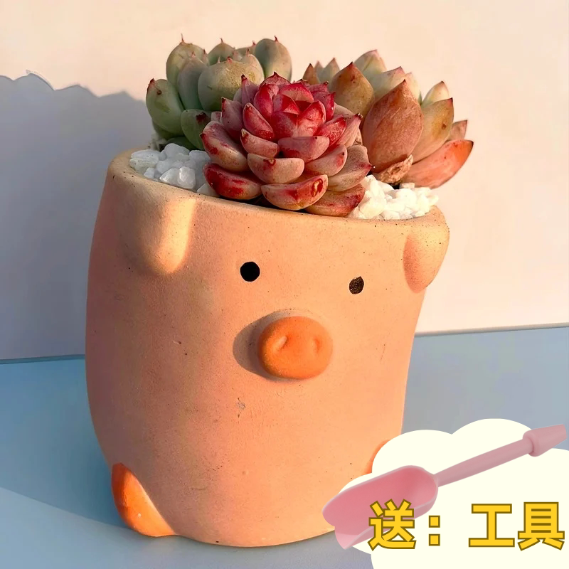 多肉植物组合盆栽套餐多肉DIY微景观材料包含盆含土室内绿植包邮