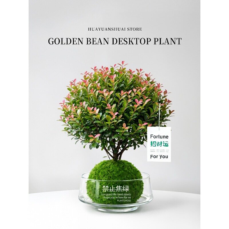 绿植室内植物盆景办公室桌面感摆件小盆栽好养活