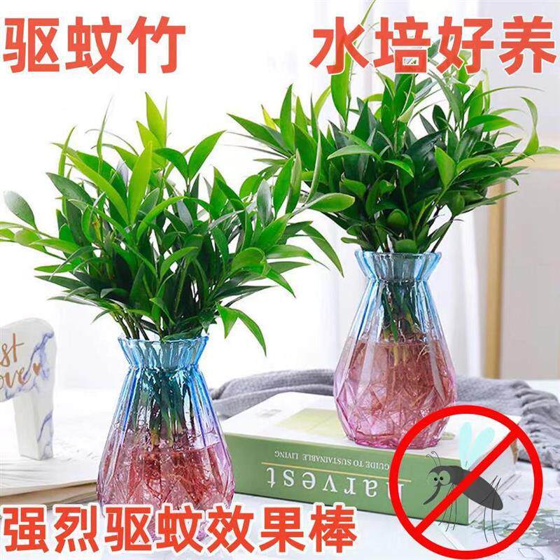 水培驱蚊竹柏植物盆栽绿植室内花卉桌面客厅办公桌好养四季常青