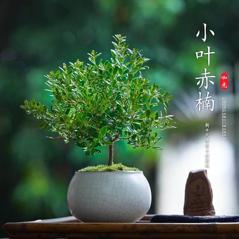 小叶赤楠室内盆栽四季好养办公室绿植摆件桌面微型盆景植物小树苗