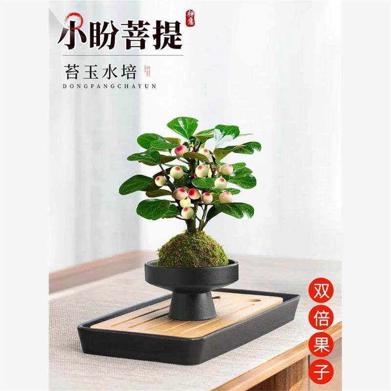 小盼菩提树苔藓球带果中式桌面禅意盆栽四季好养水培盆景茶道摆件