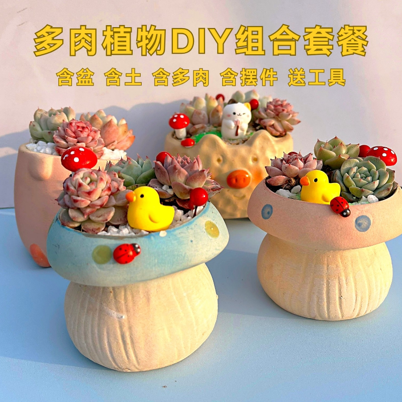 多肉植物组合盆栽套餐多肉DIY微景观材料包含盆含土室内绿植包邮