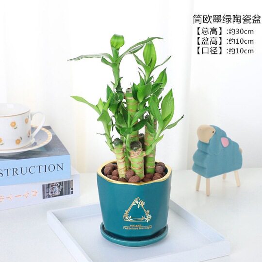 富贵竹文昌竹荷花竹水培土培植物花卉室内办公桌面小盆栽摆件易活