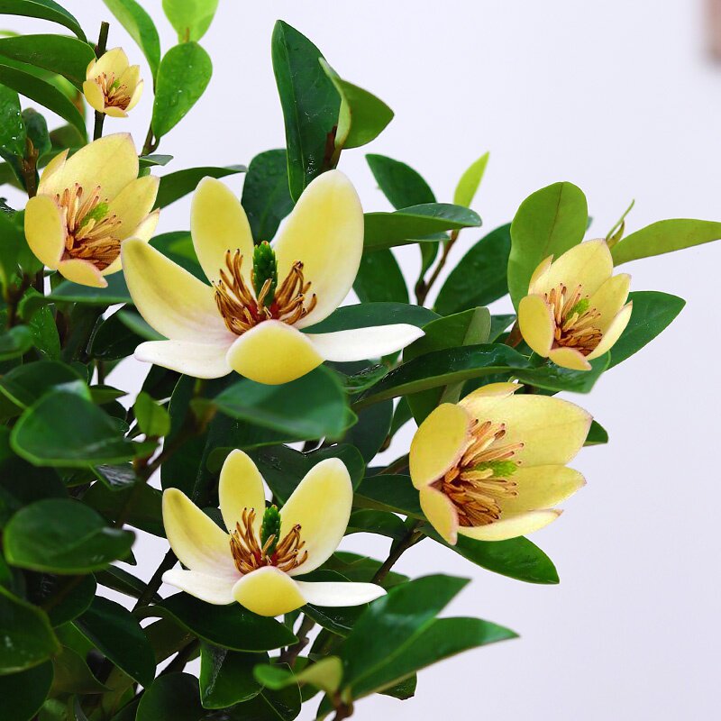 含笑花盆栽树苗庭院阳台四季浓香型带花苞室内花卉观花植物室内花