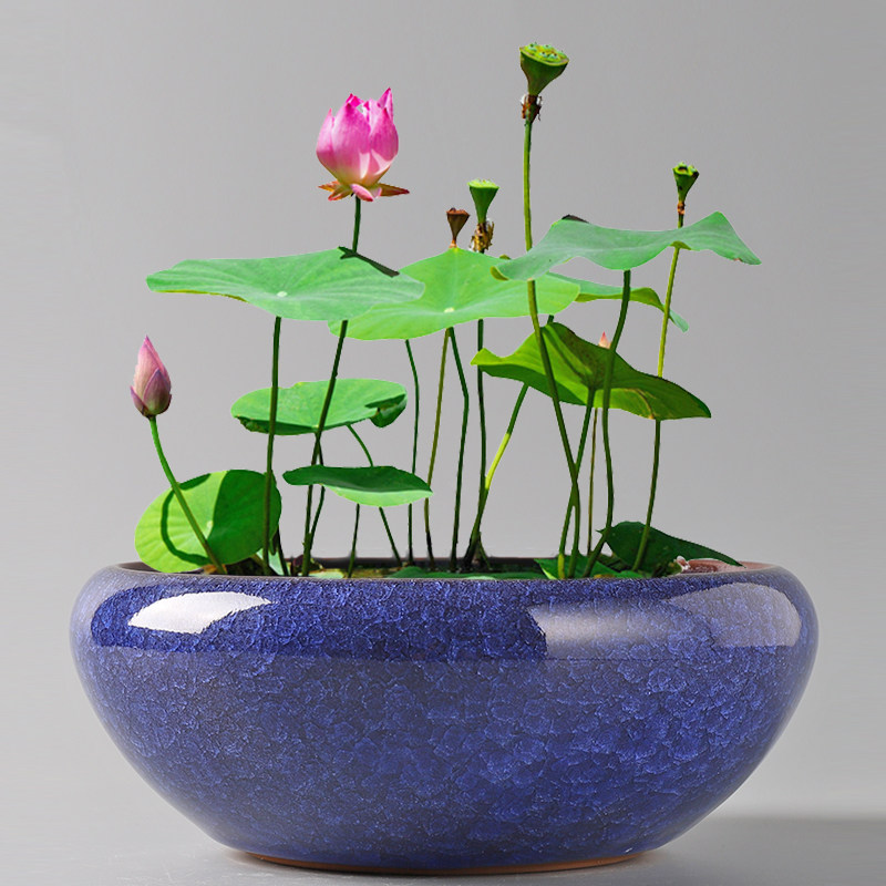 水仙花花盆陶瓷无孔水养睡莲碗莲一叶莲特大号铜钱草金钱草荷花盆