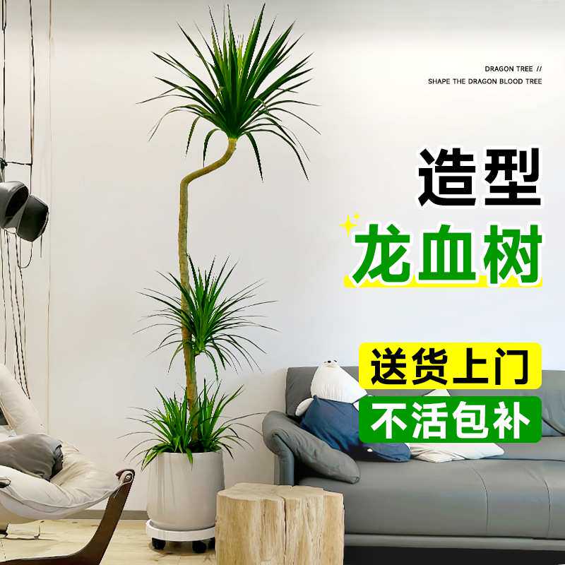 龙血树客厅绿植大型植物盆栽龙须树室内落地大号造型盆景旺宅真树