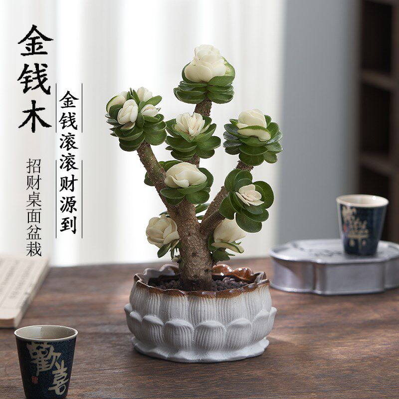 金钱木老桩多肉植物室内花卉盆栽四季好养客厅办公室桌面摆件绿植