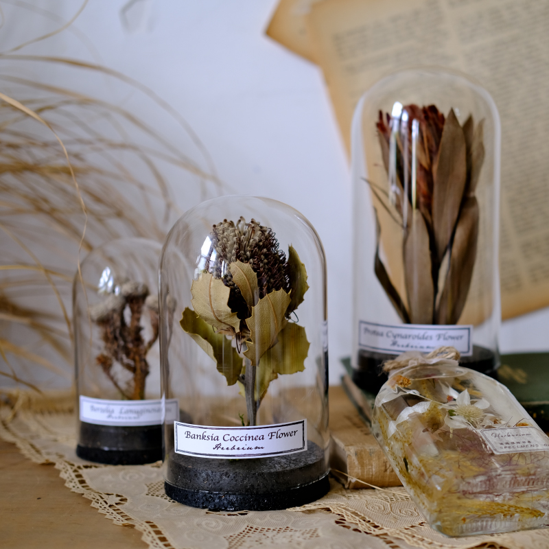 进口干花植物标本微景观玻璃罩复古摆件客厅陈列软装创意生日礼物