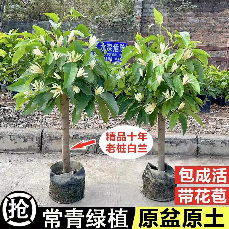 白兰花盆栽老桩玉兰花树苗黄角兰带花苞室内庭院浓香型四季开花卉